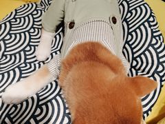 -逗柴咖啡屋·狗咖猫咖宠物桌游