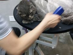 -PETKIT 小佩宠物·低压洗护·美容·寄养(安远店)