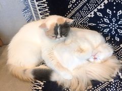 -平行世界·猫咖(首经贸店)