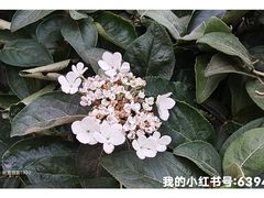 -星美国际影商城(黄龙店)