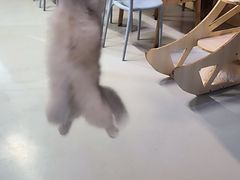 -豆逗聊愈猫阁Easy Life