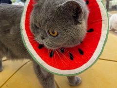 -1013 PET SHOP精品宠物商店(丁香店)