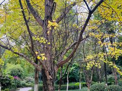 -大渡口区义渡公园