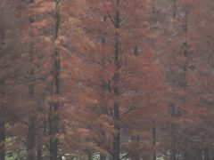 -白鹭湾湿地公园