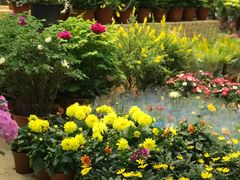 -双季花艺园艺市场(浦东店)