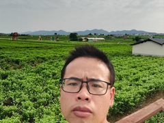 -中华茉莉园