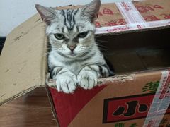 -三花喵·撸猫购宠·宠物生活馆(虹桥南丰城店)