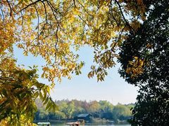 -上海共青森林公园