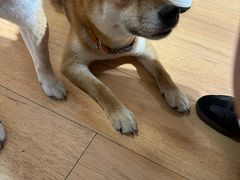 -是阿柴呀！柴犬咖啡·爱喵喵猫咖