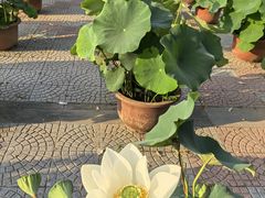 -莲花池公园