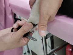 -北京观赏动物医院·24小时大型综合·猫专科·异宠专科