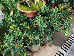 -秦美花卉(天朗·莱茵小城2期店)