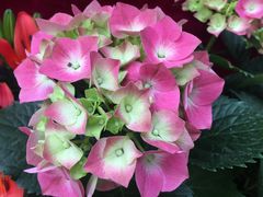 -秦美花卉(天朗·莱茵小城2期店)