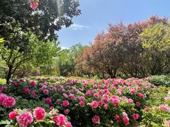 -洛阳市隋唐城遗址植物园