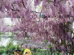 -湖山人家·湖景餐厅·特色农家菜(太湖西山店)