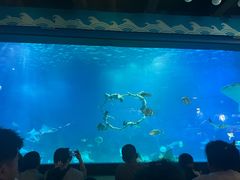 -烟台海昌鲸鲨海洋公园