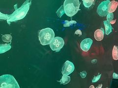 -海合安武汉极地海洋公园