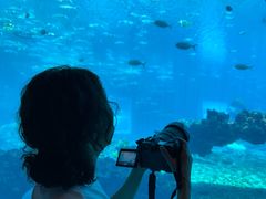 -涛·海底餐厅·美人鱼·自助餐·海底隧道(三亚海棠湾洲际度假酒店)