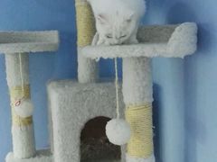 -喵的天空名猫咖啡馆·撸猫·猫舍·用品