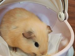 -楼上猫咖(罗湖店)