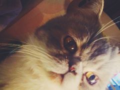 -猫色咖啡·猫咖