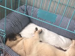 -菲丽丝宠物医院·24小时·猫科中心·免疫点(淮海分院)