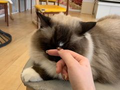 -Let's go狗咖·猫咖·奶狗·桌游(春熙路IFS店)