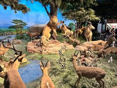 -国家自然博物馆