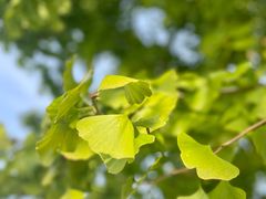 -上海月湖雕塑公园