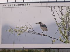 -野鸭湖国家湿地公园