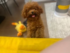 -翊宠yipet猫狗购宠庄园犬舍•猫舍