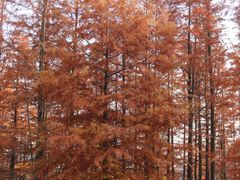 -白鹭湾湿地公园