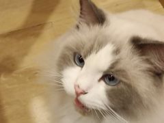 -猫咪派对(江南西店)