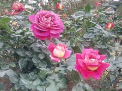 -人民公园(罗湖区)