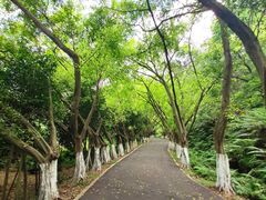 -滴水岩森林公园