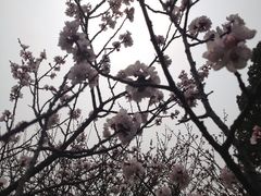 -香雪海