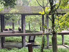 -中国大熊猫保护研究中心雅安碧峰峡基地