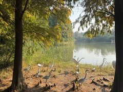 -溱湖国家湿地公园