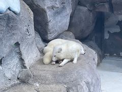 -海合安青岛极地海洋公园