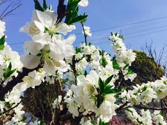 -南汇桃花村