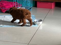 -pd派德宠物中心医院24H急重症·眼科中心·血液透析中心(嵩山北路店)