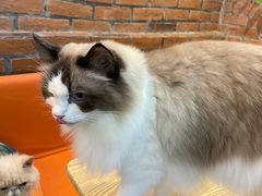 -豆逗聊愈猫阁Easy Life