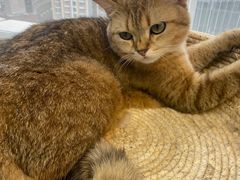 -Heymao猫咖.咖啡厅(东门店)