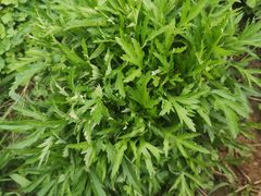 -嬉子湖生态旅游区