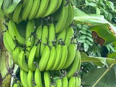 -官塘兄弟·潮汕牛肉店(官塘总店)