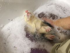 -藦茜花园宠物主题亲子互动体验馆(国顺东路店)