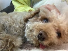 -芭比堂动物医院·犬猫全科·异宠专科(雁塔分院)