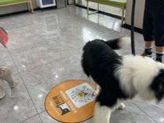 -瑞鹏宠物医院·骨外科·心肾科·肿瘤科(九亭店)