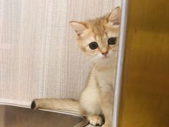 -飞行喵MR PILOT|猫舍·猫咖(静安大融城店)