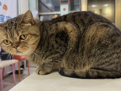-纳吉亚猫专科动物医院博雅分院